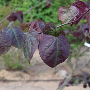 Cercis canadensis 'Forest Pansy' 150-175 cm